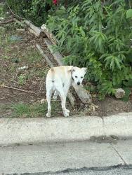 Found/Stray Unknown Dog last seen joanna streetn n, Arlington, TX 76014