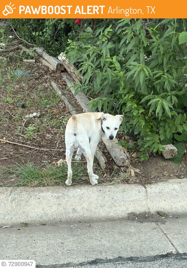 Found/Stray Unknown Dog last seen joanna streetn n, Arlington, TX 76014
