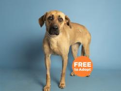 Shelter Stray Female Dog last seen 11TH ST, JEFFERSON, Phoenix, AZ 85008