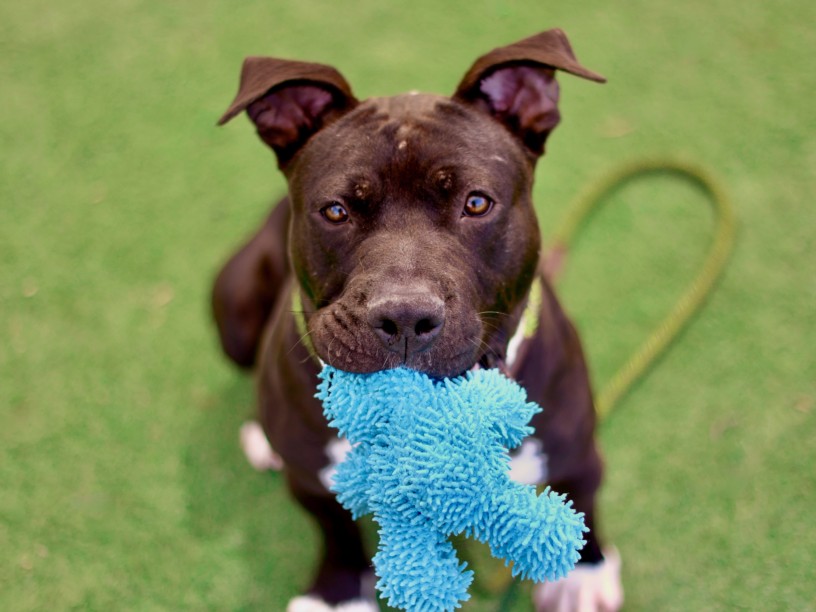 Shelter Stray Male Dog last seen , Los Angeles, CA 90025