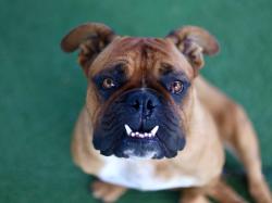 Shelter Stray Male Dog last seen , Los Angeles, CA 90025