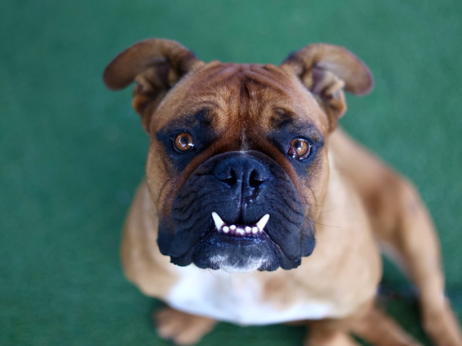 Shelter Stray Male Dog last seen , Los Angeles, CA 90025