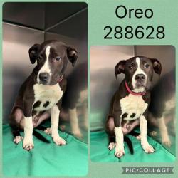 Shelter Stray Male Dog last seen ZEBULON RD, Macon, GA 31216