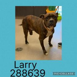 Shelter Stray Male Dog last seen BROADWAY/ ANTIOCH/ MEAD ROADS, Macon, GA 31216