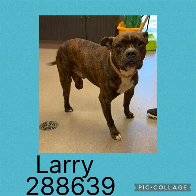 Shelter Stray Male Dog last seen BROADWAY/ ANTIOCH/ MEAD ROADS, Macon, GA 31216
