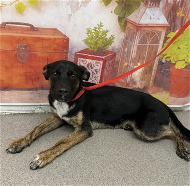 Shelter Stray Male Dog last seen Near BLOCK CHANDLER, San Bernardino, CA 92401