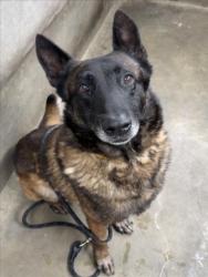 Shelter Stray Male Dog last seen , Los Angeles, CA 90047