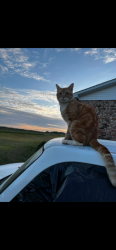 Lost Male Cat last seen Callaham Road area, Oconee County, SC 29693