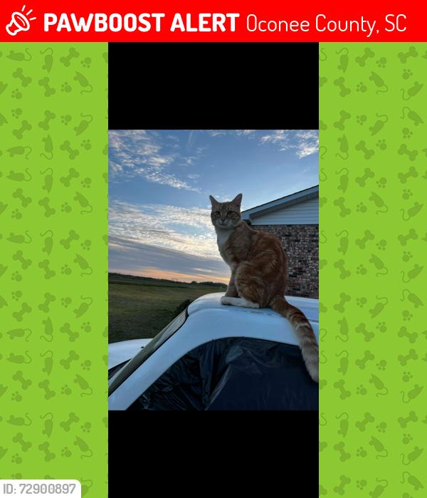 Lost Male Cat last seen Callaham Road area, Oconee County, SC 29693