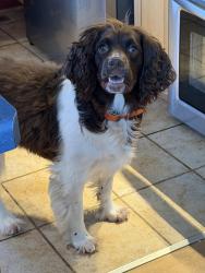 Reunited Male Dog last seen Irish Ave Park, Hugo, MN 55038