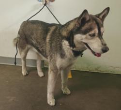 Shelter Stray Male Dog last seen , Los Angeles, CA 90047