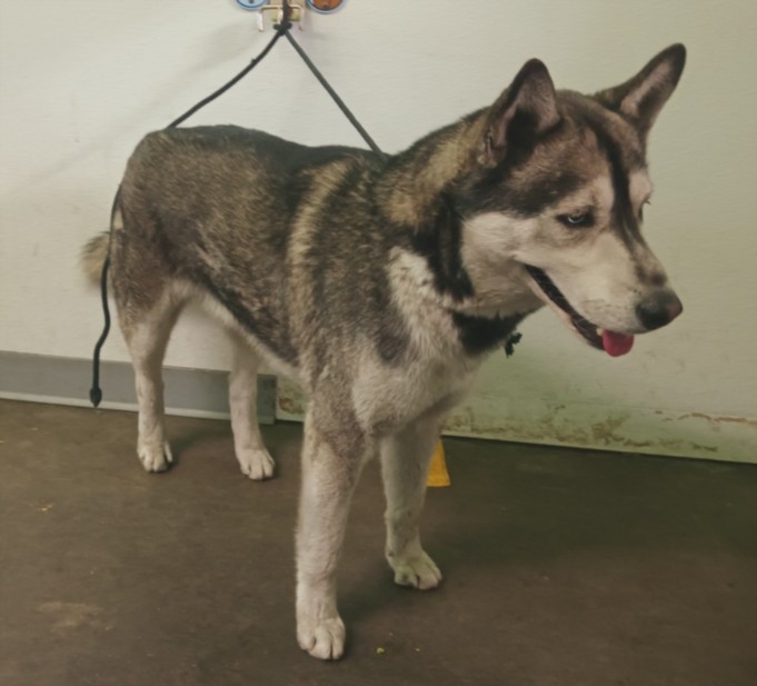 Shelter Stray Male Dog last seen , Los Angeles, CA 90047