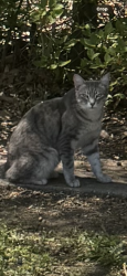 Lost Female Cat last seen Taber Drive  Mobile,Al  ( Across from Faith Academy School) , Mobile, AL 36608