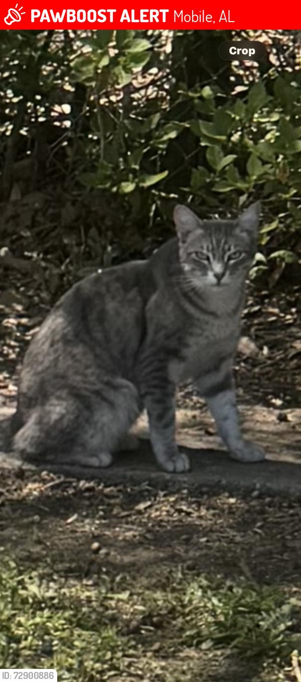 Lost Female Cat last seen Taber Drive  Mobile,Al  ( Across from Faith Academy School) , Mobile, AL 36608