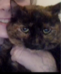 Reunited Female Cat last seen rand & Roaring creek, Garner, NC 27529