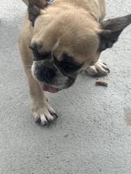 Found/Stray Female Dog last seen West Bellfort , Houston, TX 77035