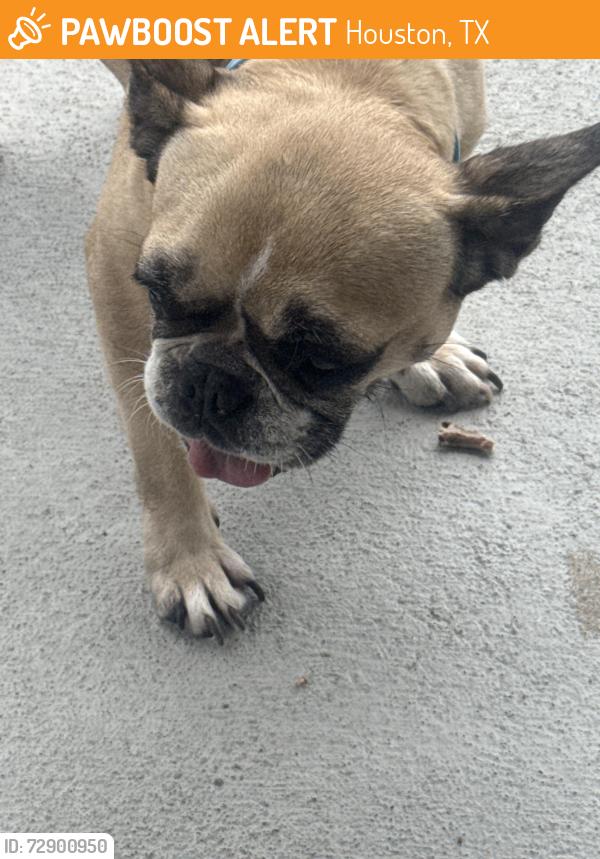 Found/Stray Female Dog last seen West Bellfort , Houston, TX 77035