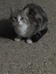 Found/Stray Unknown Cat last seen PV Drive West and Hawthorne , Rancho Palos Verdes, CA 90275