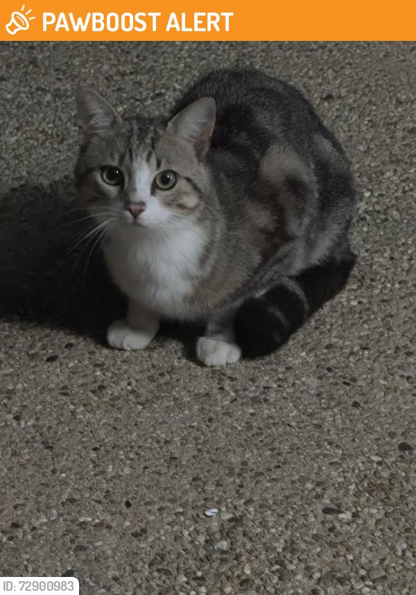 Found/Stray Unknown Cat last seen PV Drive West and Hawthorne , Rancho Palos Verdes, CA 90275