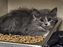Shelter Stray Female Cat last seen Near Rockbridge Heights Dr, Stone Mount., GA 30083, 30083, GA, 3280 Chamblee Dunwoody Rd, Chamblee, GA 30341, USA