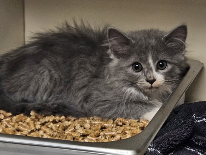 Shelter Stray Female Cat last seen Near Rockbridge Heights Dr, Stone Mount., GA 30083, 30083, GA, 3280 Chamblee Dunwoody Rd, Chamblee, GA 30341, USA