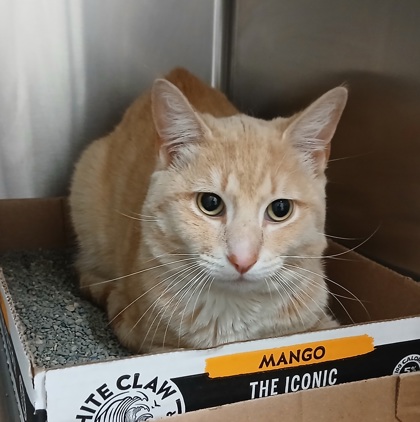 Shelter Stray Male Cat last seen Near Giles Rd Balt., MD 21225, 21225, MD, Baltimore, MD 21230