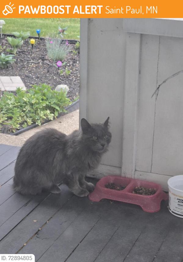 Found/Stray Unknown Cat last seen Geranium and greenbrier, Saint Paul, MN 55101