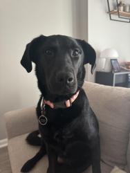Reunited Female Dog last seen Ashbury Park Ln, North Carolina 28574, USA, Onslow County, NC 28574