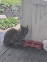 Found/Stray Unknown Cat last seen Geranium and greenbrier, Saint Paul, MN 55101