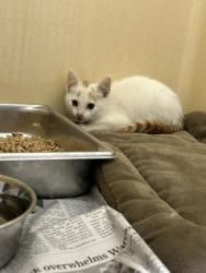 Shelter Stray Male Cat last seen Aransas Pass, TX 78336, Converse, TX 78109