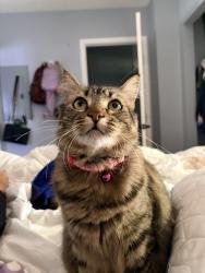 Lost Female Cat last seen Pine st , oak wood 32169, New Smyrna Beach, FL 32169
