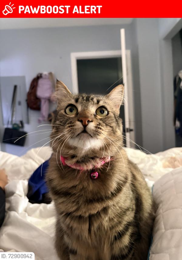 Lost Female Cat last seen Pine st , oak wood 32169, New Smyrna Beach, FL 32169