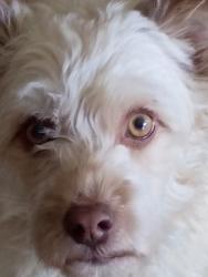 Reunited Female Dog last seen Torrey pine /  jones , Las Vegas, NV 89103