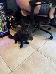 Found/Stray Male Dog last seen 36th Ave and 7th st, Miami, FL 33126