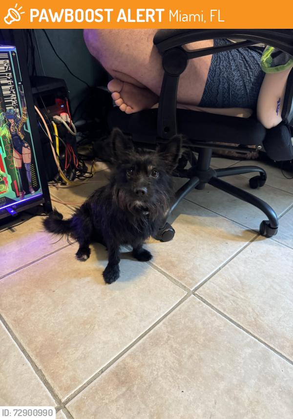 Found/Stray Male Dog last seen 36th Ave and 7th st, Miami, FL 33126