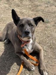Lost Male Dog last seen Tollgate canyon road, Utah. Exit 150, Summit County, UT 84098