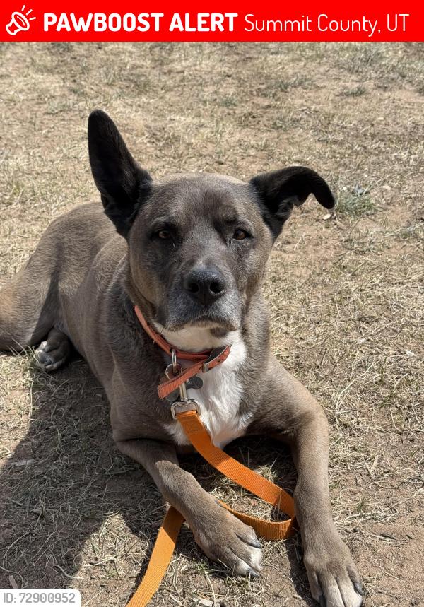 Lost Male Dog last seen Tollgate canyon road, Utah. Exit 150, Summit County, UT 84098