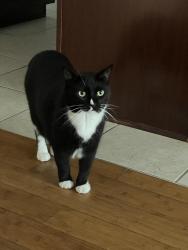 Lost Female Cat last seen Gate pkwy / james island neighborhood, Jacksonville, FL 32256