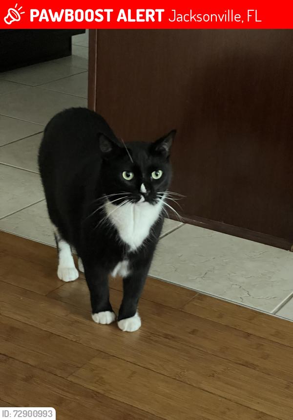 Lost Female Cat last seen Gate pkwy / james island neighborhood, Jacksonville, FL 32256