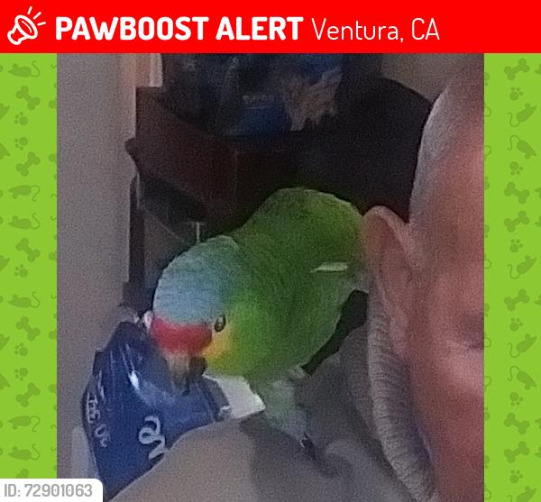 Lost Unknown Bird last seen Arroyo Verde Park in Ventura, around the hiking trails, Ventura, CA 93003