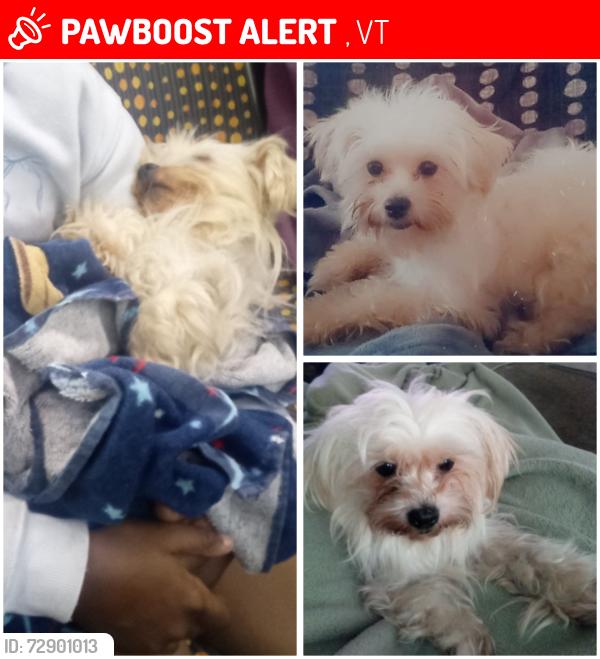 Lost Female Dog last seen Vermont and Florence , Lake Elmore, VT 05657