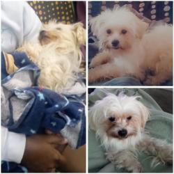 Lost Female Dog last seen Vermont and Florence , Lake Elmore, VT 05657