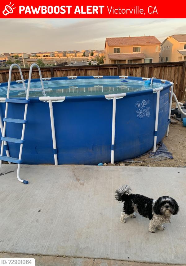 Lost Female Dog last seen Cypress pointe near village Dr, Victorville, CA 92394