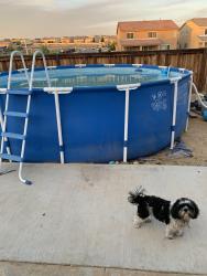 Lost Female Dog last seen Cypress pointe near village Dr, Victorville, CA 92394