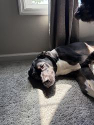 Reunited Male Dog last seen Ashbury Park Ln, North Carolina 28574, USA, Onslow County, NC 28574