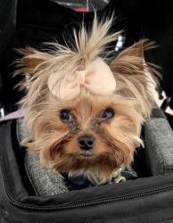 Reunited Female Dog last seen Astrozon , Colorado Springs, CO 80916