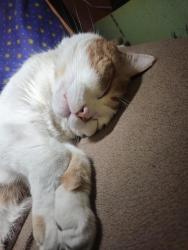 Lost Male Cat last seen By Elmwood Park Edmonton , Edmonton, AB T5B 2H4