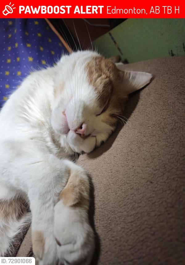 Lost Male Cat last seen By Elmwood Park Edmonton, Edmonton, AB T5B 2H4
