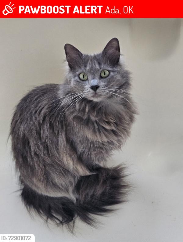 Lost Female Cat last seen Lonnie Abbott , Ada, OK 74820