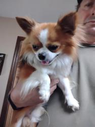 Found/Stray Unknown Dog last seen Claussen Rd, Florence, SC 29505